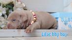 Exclusive Unieke American Bully Pups, Hépatite contagieuse (maladie de Rubarth), Autres races, Plusieurs, Belgique