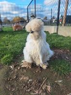 Zijdehoen hennetjes (wit) 6a7 maand, Dieren en Toebehoren, Pluimvee, Vrouwelijk, Kip