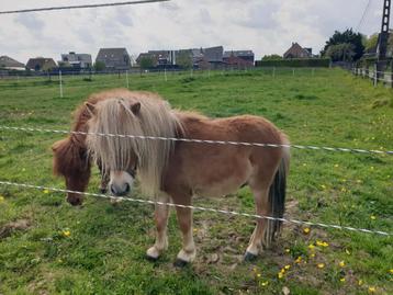 mini paardjes te koop, Dieren en Toebehoren, Pony's, Gechipt, Niet van toepassing, 0 tot 2 jaar, A pony (tot 1.17m)