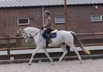 Itopia-W 12 jr KWPN merrie *M dressuur geklasseerd*, Dieren en Toebehoren, Paarden, Merrie, Gechipt, M, Dressuurpaard