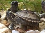 Schildpad 2 stuks gratis, Dieren en Toebehoren, Reptielen en Amfibieën, Schildpad