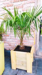 Trachycarpus fortunei palmboom met houten bloembak, Ophalen