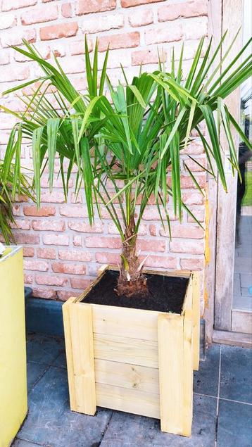 Trachycarpus fortunei palmboom met houten bloembak