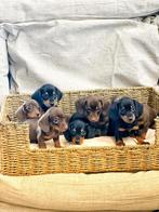 Hier geboren,ouders aanwezig kortharige Teckel pupjes, Dieren en Toebehoren, Honden | Teckels en Dashonden, CDV (hondenziekte)