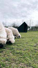 Ik zoek: Walliser ram ter dekking, Dieren en Toebehoren