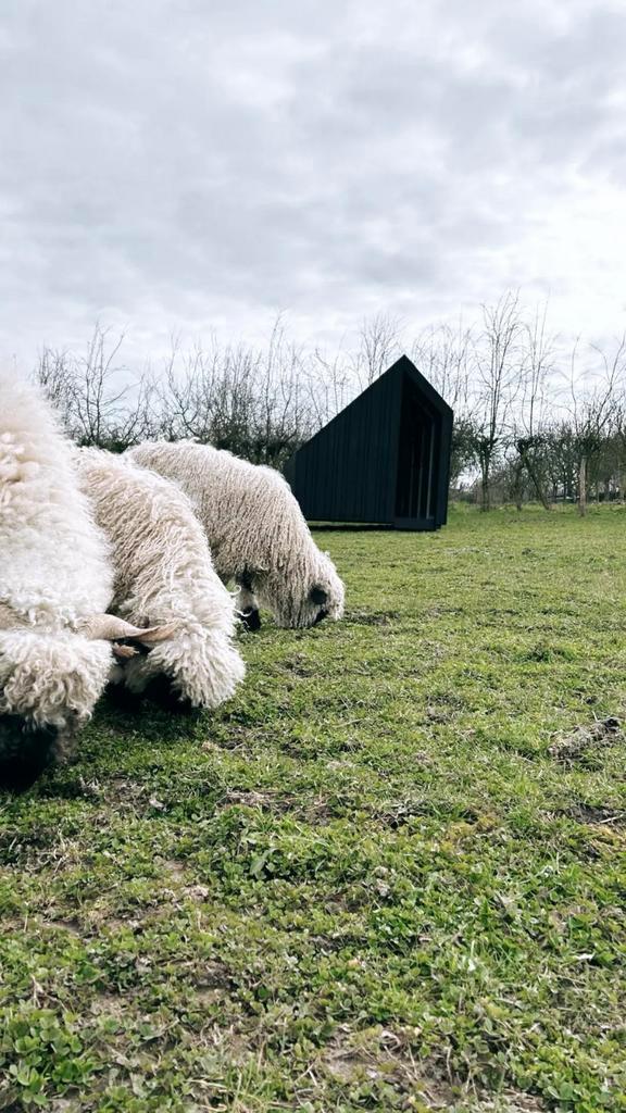Ik zoek: Walliser ram ter dekking, Dieren en Toebehoren, Schapen, Geiten en Varkens