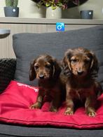 mooie langhaar teckel pups, Dieren en Toebehoren, Honden | Teckels en Dashonden, België, Reu, CDV (hondenziekte), 8 tot 15 weken