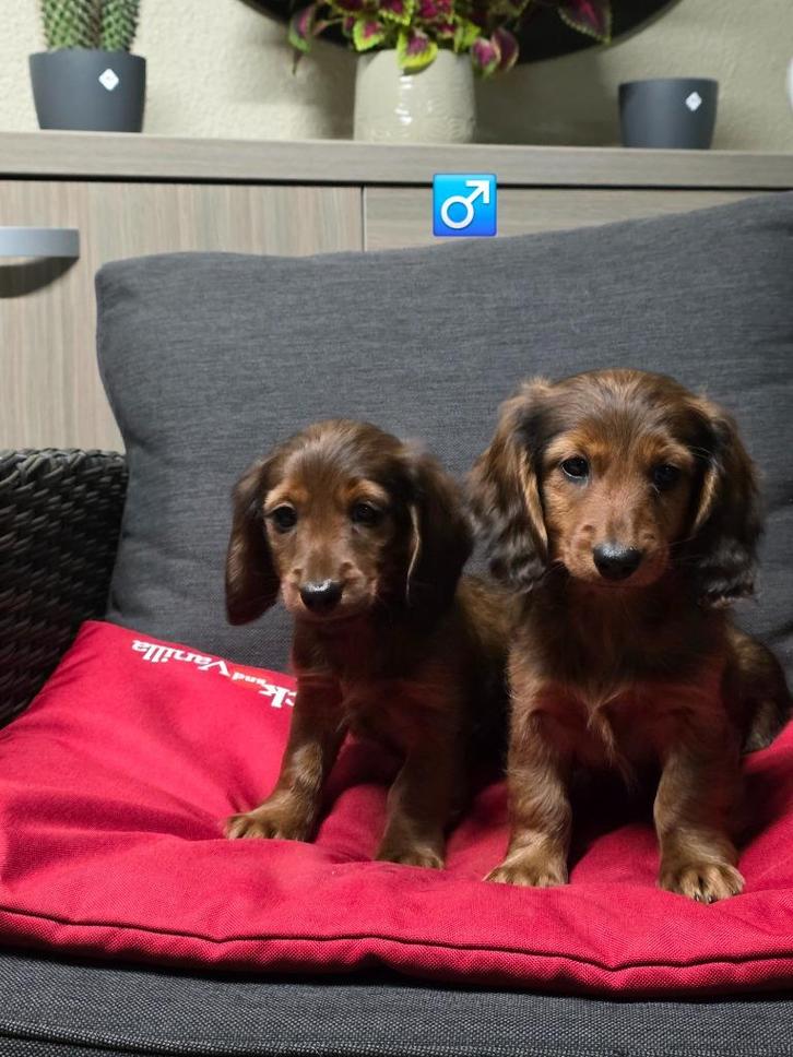 mooie langhaar teckel pups, Dieren en Toebehoren, Honden | Teckels en Dashonden, Reu, Langhaar, Dwerg, Fokker | Professioneel