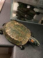 Chineese waterschildpad en alles er bij en eten, Dieren en Toebehoren, Reptielen en Amfibieën, Schildpad