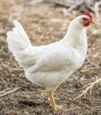 Leghorn legkippen - direct eitjes - 0472/51.09.71, Dieren en Toebehoren, Pluimvee, Kip