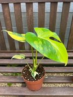 Monstera Deliciosa Pom Pom Aurea Variegated, Huis en Inrichting, Kamerplanten, Overige soorten, In pot, Minder dan 100 cm, Bloeiende kamerplant