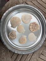 SCHELPEN 100 GRAM PECTEN RADULA NIEUW, Ophalen of Verzenden, Nieuw