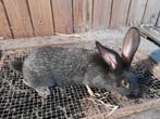 Jonge konijnen, Animaux & Accessoires, Lapins