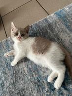 Brits korthaar kittens!!!Nog 1 meisje beschikbaar 🥰, Dieren en Toebehoren, Katten en Kittens | Raskatten | Korthaar, Poes, Gechipt