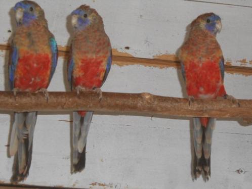 redvent bleu bonnet, Dieren en Toebehoren, Vogels | Parkieten en Papegaaien, Parkiet, Meerdere dieren, Geringd