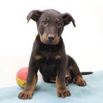 Beauceron - Belgische pups te koop, Dieren en Toebehoren, Honden | Herdershonden en Veedrijvers, België, CDV (hondenziekte), 8 tot 15 weken