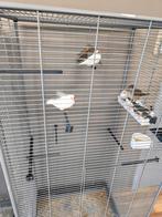 Zebravinken, Dieren en Toebehoren, Vogels | Kanaries