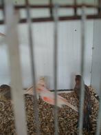 Portugese harelkijnen, Dieren en Toebehoren, Vogels | Kanaries