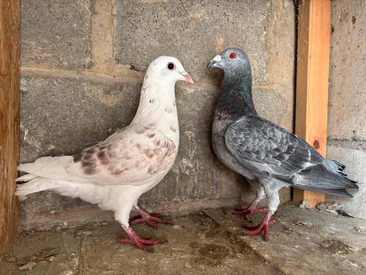 Kleur postduiven, Dieren en Toebehoren, Vogels | Duiven, Postduif, Meerdere dieren