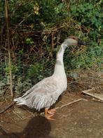 Lavendel knobbelgans, Dieren en Toebehoren, Pluimvee, Mannelijk, Gans of Zwaan