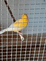 Kanarieman, Dieren en Toebehoren