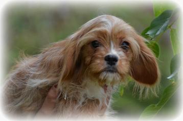 Cavapoo pups beschikbaar voor biedingen
