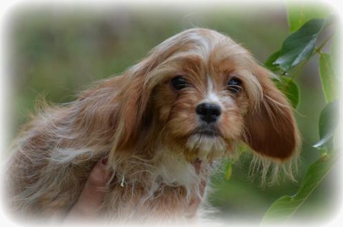 Cavapoo pups, Dieren en Toebehoren, Honden | Chihuahua's en Gezelschapshonden, Meerdere dieren, Overige rassen, Fokker | Professioneel