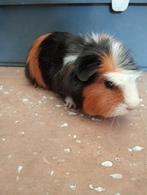 Cavia's 2 cavia's samen weg voor 8 euro moeten dringend weg, Dieren en Toebehoren, Knaagdieren, April, Cavia