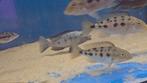 Malawi nimbochromis Rostratus, Dieren en Toebehoren