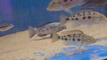Malawi nimbochromis Rostratus  beschikbaar voor biedingen