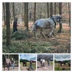 Het op leren van trek paarden, Animaux & Accessoires, Chevaux