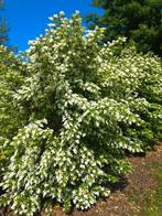 Chinese liguster, Ligustrum Chinensis., Volle zon, Vaste plant, Lente, Ophalen