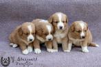 nova scotia duck tolling retriever pups, ouders zijn hier, Dieren en Toebehoren, Honden | Retrievers, Spaniëls en Waterhonden