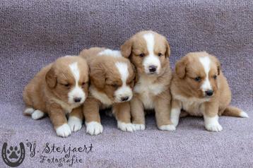 nova scotia duck tolling retriever pups, ouders zijn hier beschikbaar voor biedingen
