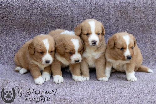nova scotia duck tolling retriever pups, ouders zijn hier, Dieren en Toebehoren, Honden | Retrievers, Spaniëls en Waterhonden