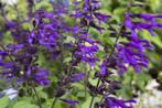 Salvia "Amistad", must voor elke border !, Ophalen, Zomer, Vaste plant, Volle zon
