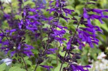 Salvia "Amistad", must voor elke border ! beschikbaar voor biedingen