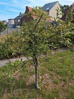 Appelboom, Ophalen, Appelboom
