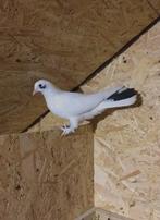 Pigeon  kelebek, Dieren en Toebehoren, Vogels | Duiven