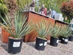 Yucca Rostrata - palmlelie, Tuin en Terras, Planten | Tuinplanten, Ophalen