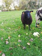 Zwart ooi lam, Dieren en Toebehoren, Schapen, Geiten en Varkens, Vrouwelijk, Schaap, 0 tot 2 jaar