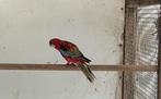 Jong opaline/ zwart rosella, Vrouwelijk, Parkiet, Geringd