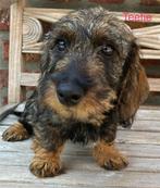 Teckel pups ruwharig dwerg (teefjes/reutjes), België, CDV (hondenziekte), 8 tot 15 weken, Dwerg