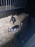 Donkerbruin bokje kleine soort met belletjes, Dieren en Toebehoren, Schapen, Geiten en Varkens, Mannelijk, Geit, 0 tot 2 jaar