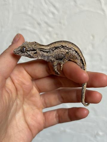 Striped gargoyle gekko, Lézard, Domestique, 0 à 2 ans