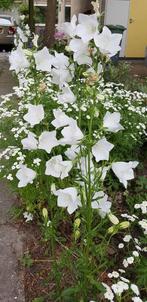 campanulla persifolia alba in pot, Ophalen, Vaste plant