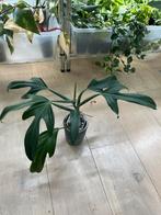 Philodendron Panduriforme Mature, Ophalen
