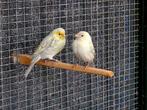 Kanarie koppel, Dieren en Toebehoren, Vogels | Kanaries, Meerdere dieren, Kleurkanarie