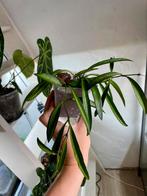 Hoya wayetii, Ophalen of Verzenden