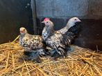 Sabelpootkriel kippen, Meerdere dieren, Kip